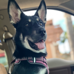 {petName}, a White, Black, Cream German Shepherd mix Dog